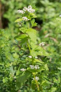 <i>Fagopyrum esculentum</i>