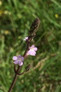 <i>Verbena officinalis</i>