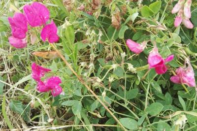 <i>Lathyrus tuberosus</i>
