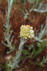 <i>Laphangium luteoalbum</i>