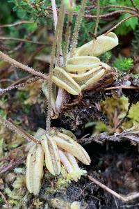 <i>Pinguicula lusitanica</i>