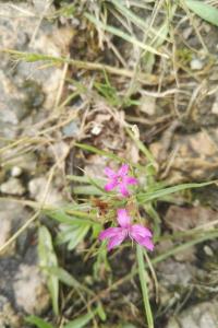 <i>Dianthus armeria</i>