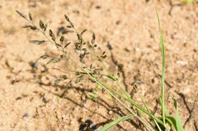<i>Eragrostis cilianensis</i>