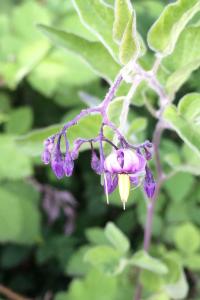 <i>Solanum dulcamara</i>