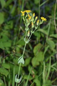 <i>Blackstonia perfoliata</i>