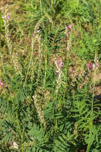 <i>Onobrychis viciifolia</i>