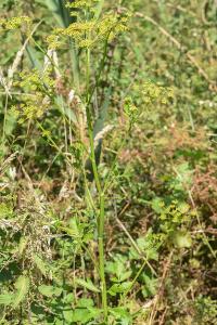 <i>Pastinaca sativa</i>