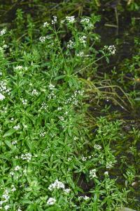 <i>Galium elongatum</i>