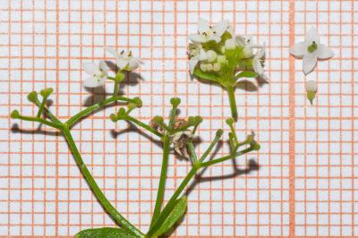 <i>Galium elongatum</i>