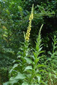 <i>Verbascum phlomoides</i>