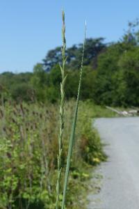 <i>Elytrigia obtusiflora</i>