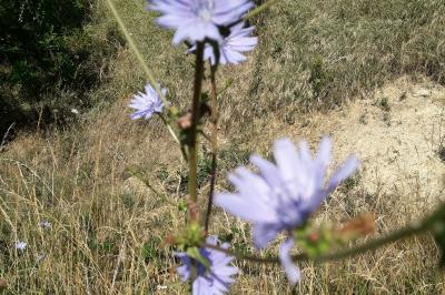 <i>Cichorium intybus</i>