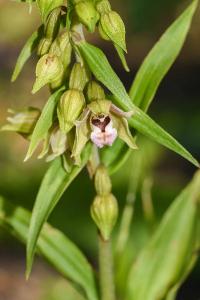 <i>Epipactis helleborine</i>