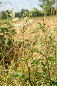 <i>Filipendula ulmaria</i>