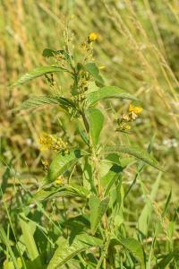 <i>Lysimachia vulgaris</i>