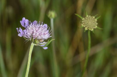 <i>Scabiosa columbaria</i>
