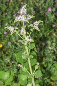 <i>Mentha suaveolens</i>