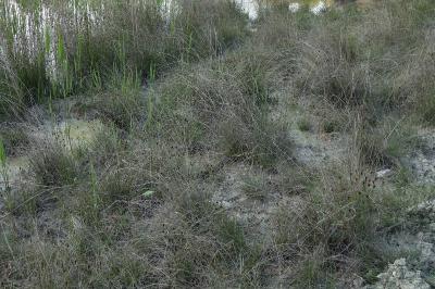 <i>Schoenus nigricans</i>