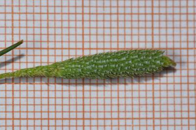 <i>Phleum nodosum</i>