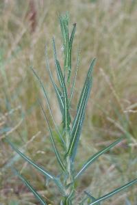 <i>Lactuca saligna</i>