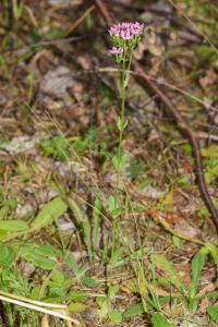 <i>Centaurium erythraea</i>