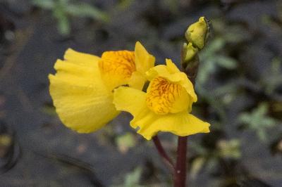 <i>Utricularia neglecta</i>