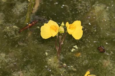 <i>Utricularia neglecta</i>