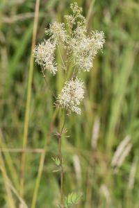 <i>Thalictrum flavum</i>