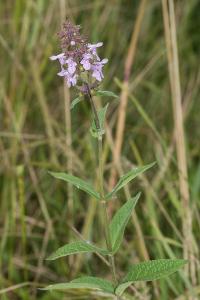<i>Stachys palustris</i>