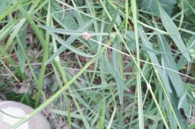 <i>Phyteuma orbiculare</i>
