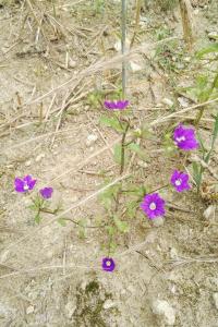 <i>Legousia speculum-veneris</i>