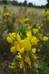 <i>Ononis natrix</i>