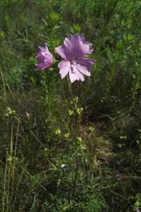 <i>Malva moschata</i>