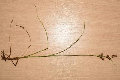 <i>Juncus compressus</i>