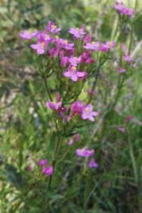 <i>Centaurium erythraea</i>