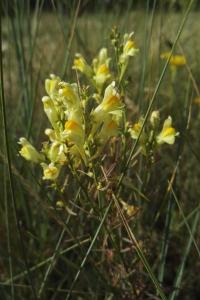 <i>Linaria vulgaris</i>