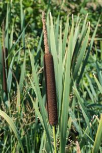 <i>Typha latifolia</i>