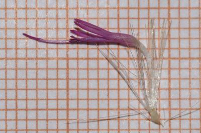 <i>Cirsium palustre</i>