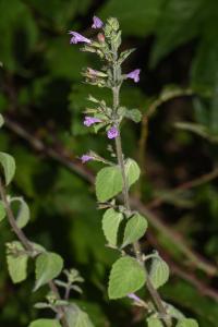 <i>Clinopodium nepeta</i>