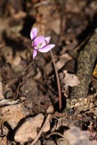 <i>Cyclamen hederifolium</i>