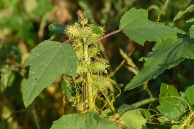 <i>Xanthium orientale</i>