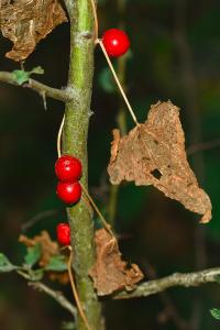 <i>Dioscorea communis</i>