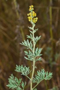 <i>Artemisia absinthium</i>