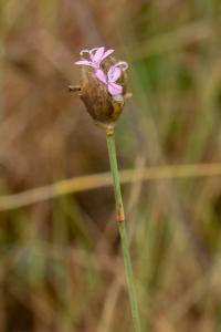 <i>Petrorhagia prolifera</i>