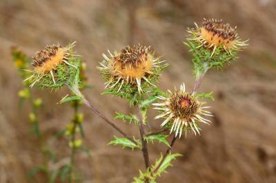 <i>Carlina vulgaris</i>