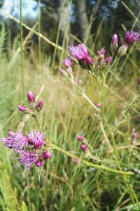 <i>Serratula tinctoria</i>