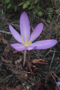 <i>Colchicum autumnale</i>