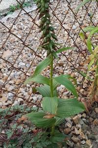 <i>Epipactis helleborine</i>