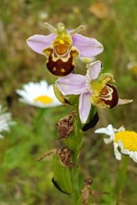 <i>Ophrys apifera</i>