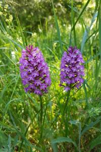 <i>Anacamptis pyramidalis</i>
